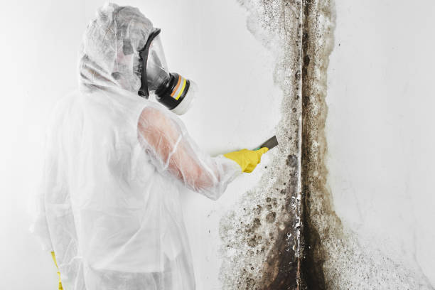 Best Crawl Space Mold Remediation in Del Rio, CA