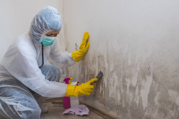 Del Rio, CA Mold Remediation Company