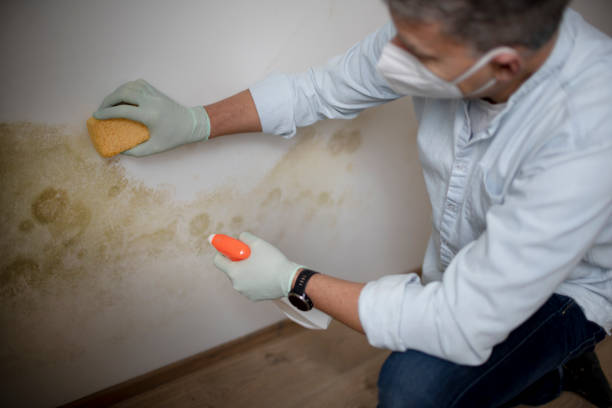 Best White Mold Remediation in Del Rio, CA