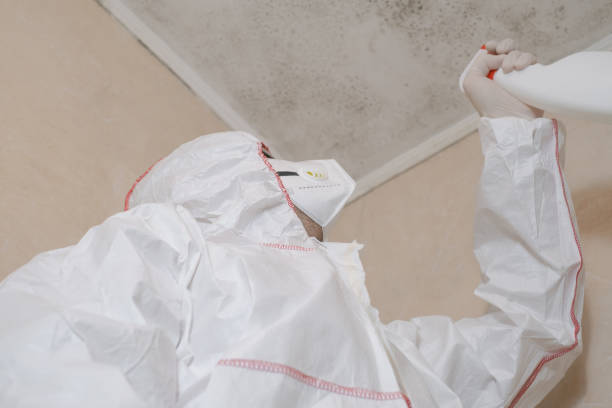 Best Attic Mold Remediation in Del Rio, CA